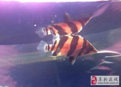 三文虎和四文虎那個好：三文虎和四文虎哪個好