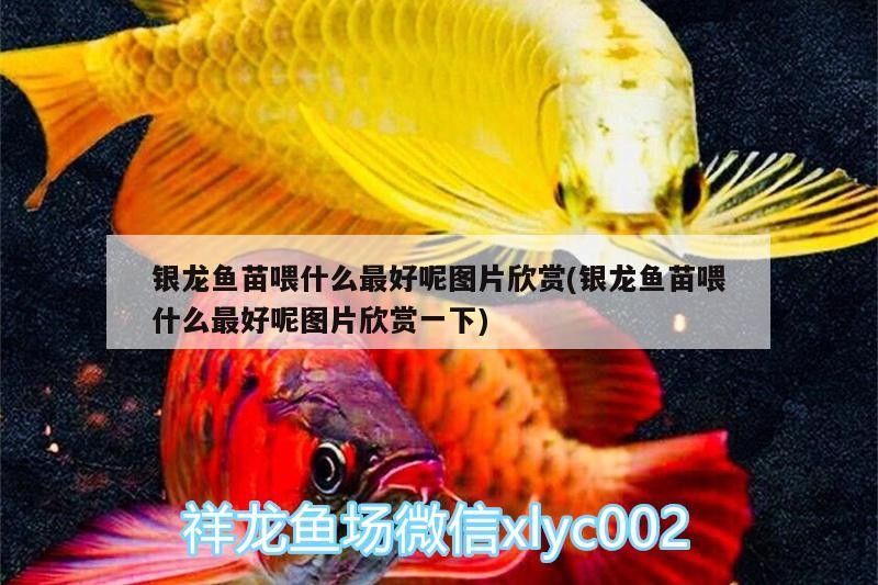 銀龍魚苗喂什么最好呢圖片欣賞(銀龍魚苗喂什么最好呢圖片欣賞一下)