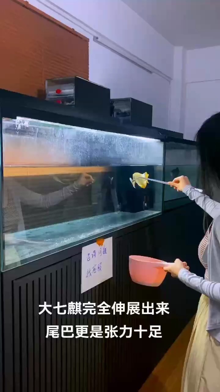這條也不知道能不能呈