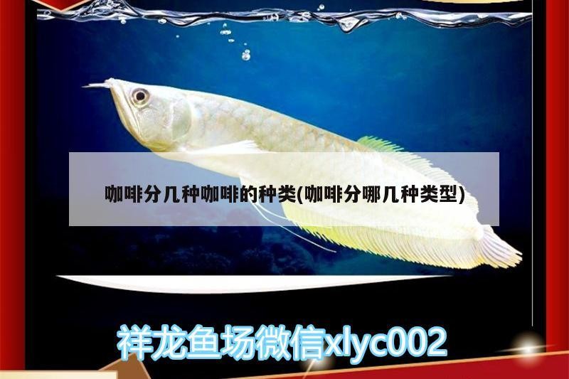咖啡分幾種咖啡的種類(咖啡分哪幾種類型)