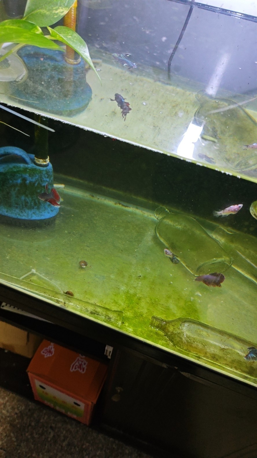 泰斗混養請教帖