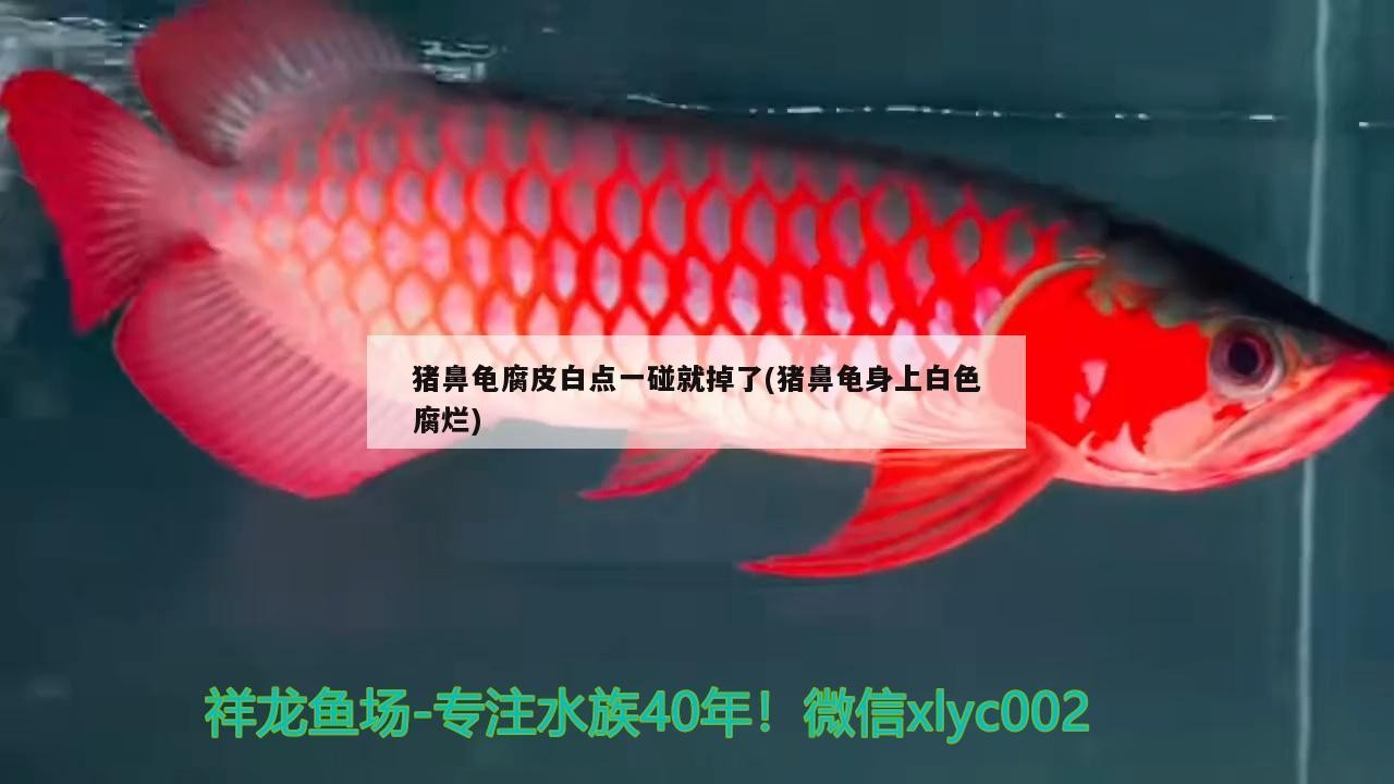 豬鼻龜腐皮白點一碰就掉了(豬鼻龜身上白色腐爛)