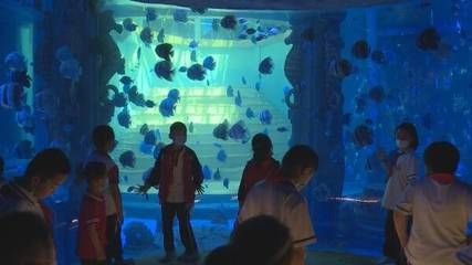 東營水族館vs祥龍魚場（東營水族館與祥龍魚場之間的差異之前需要明確兩者的主要業務和特點）