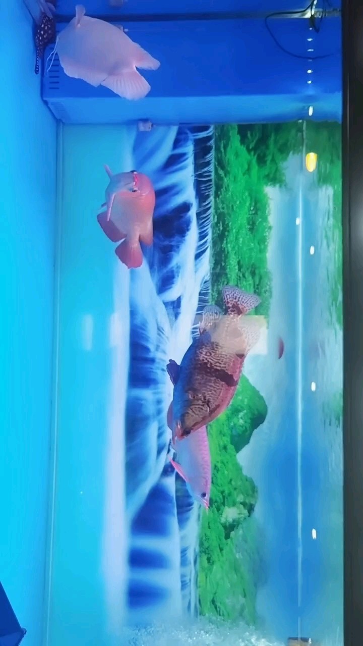 好久沒有更新了