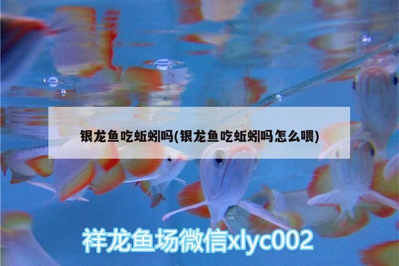 銀龍魚(yú)吃蚯蚓嗎(銀龍魚(yú)吃蚯蚓嗎怎么喂)
