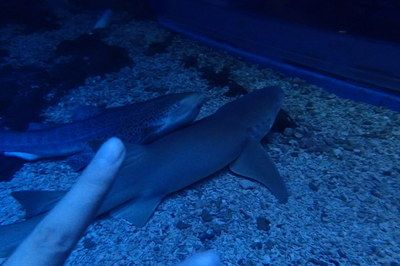 大同水族館vs祥龍魚場(chǎng)（大同水族館與祥龍魚場(chǎng)在業(yè)務(wù)范圍、專業(yè)領(lǐng)域和市場(chǎng)定位差異）