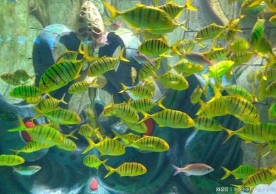 大同水族館vs祥龍魚場(chǎng)（大同水族館與祥龍魚場(chǎng)在業(yè)務(wù)范圍、專業(yè)領(lǐng)域和市場(chǎng)定位差異）
