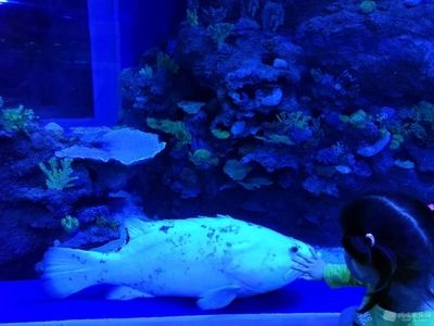 大同水族館vs祥龍魚場(chǎng)（大同水族館與祥龍魚場(chǎng)在業(yè)務(wù)范圍、專業(yè)領(lǐng)域和市場(chǎng)定位差異）