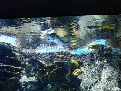 葫蘆島水族館vs祥龍魚場（葫蘆島水族館和祥龍魚場是與水族相關(guān)的場所，但它們之間存在區(qū)別）