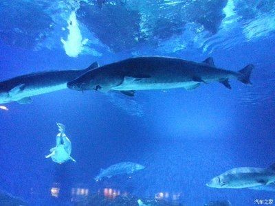 葫蘆島水族館vs祥龍魚場（葫蘆島水族館和祥龍魚場是與水族相關(guān)的場所，但它們之間存在區(qū)別）