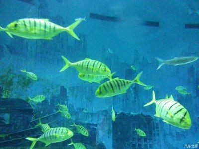 葫蘆島水族館vs祥龍魚場（葫蘆島水族館和祥龍魚場是與水族相關的場所，但它們之間存在區別）