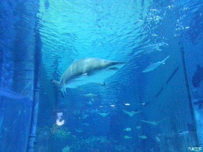 葫蘆島水族館vs祥龍魚場（葫蘆島水族館和祥龍魚場是與水族相關的場所，但它們之間存在區別）