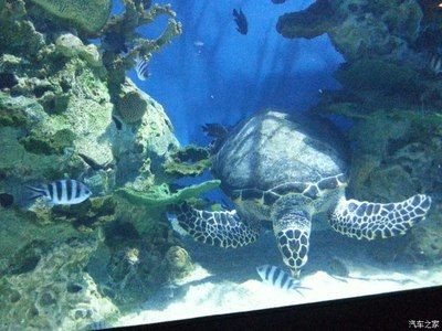 葫蘆島水族館vs祥龍魚場（葫蘆島水族館和祥龍魚場是與水族相關的場所，但它們之間存在區別）