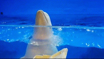 平涼水族館vs祥龍魚場（平涼水族館與祥龍魚場各有其特色和優勢）