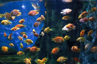 平涼水族館vs祥龍魚場（平涼水族館與祥龍魚場各有其特色和優勢）