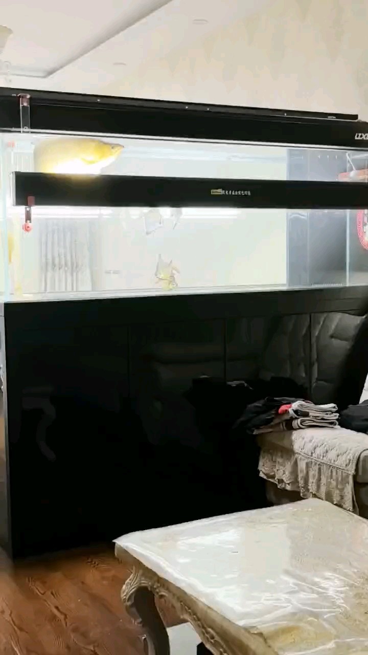 黑缸也上側燈，白缸燈買多了！！！