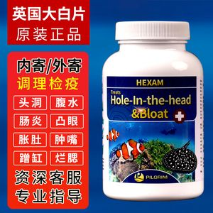 大白片治療魟魚腸炎：大白片可以作為治療魟魚腸炎的一種藥物