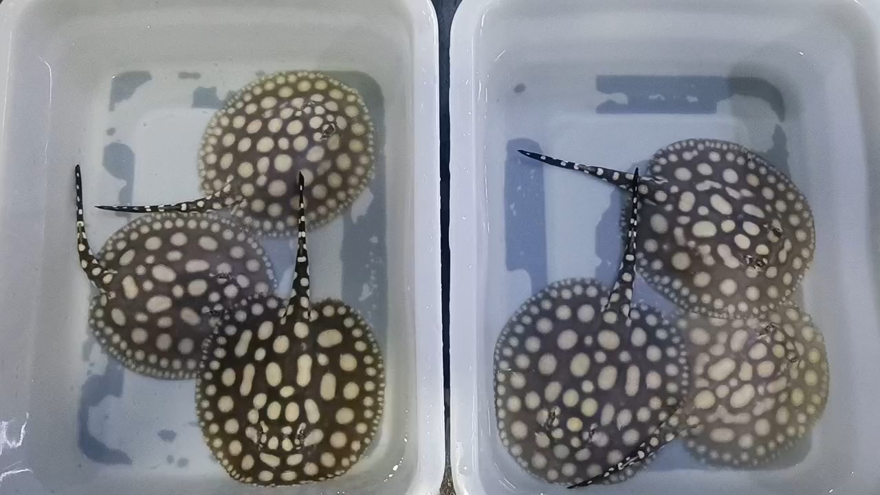 3個月表現