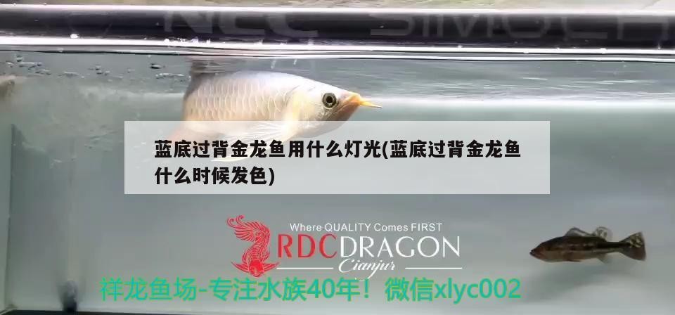 藍底過背金龍魚用什么燈光(藍底過背金龍魚什么時候發色)