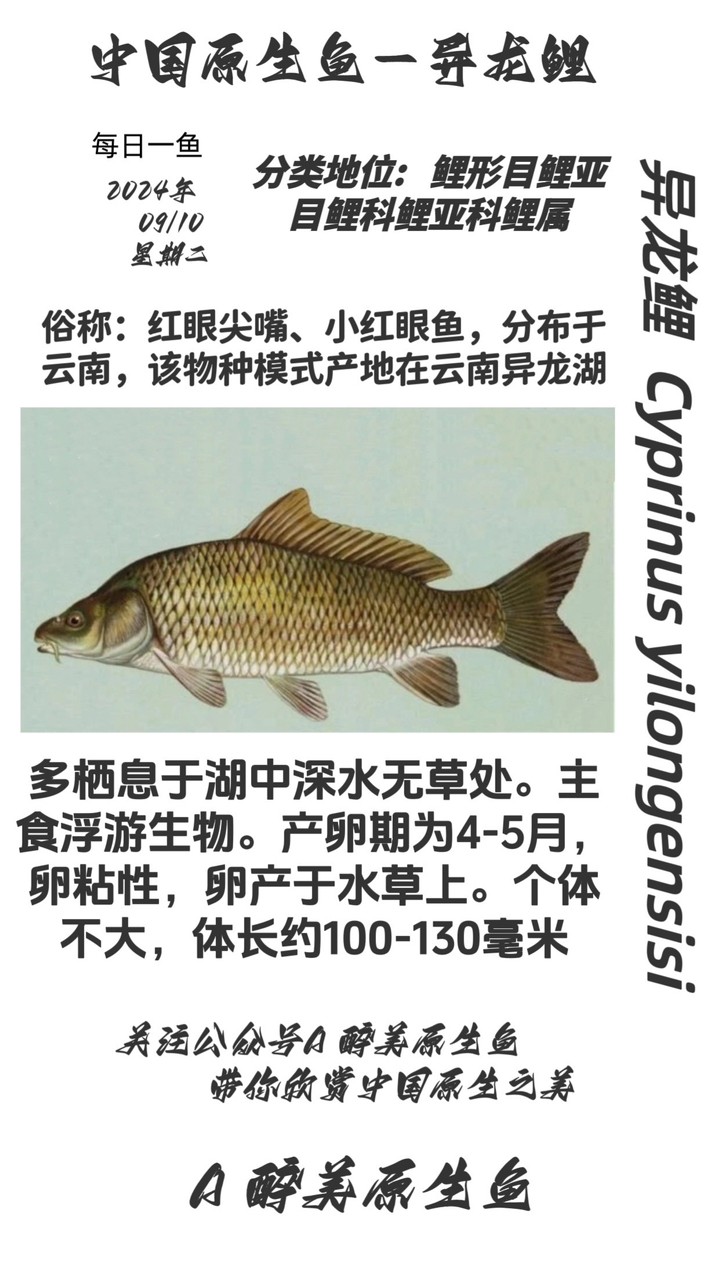 異龍鯉