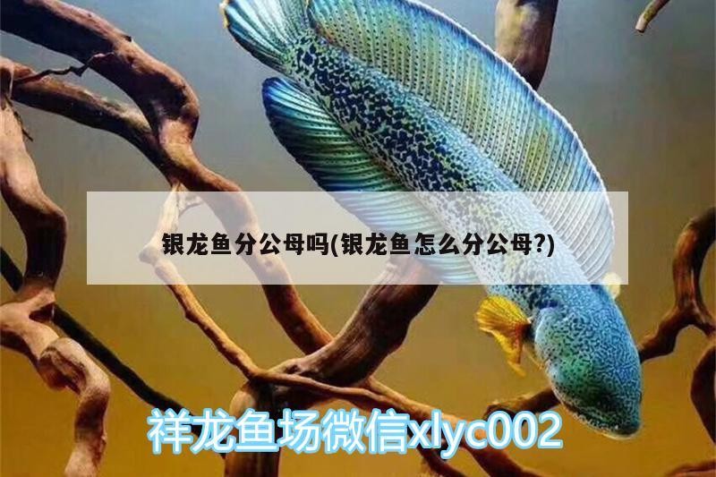 銀龍魚分公母嗎(銀龍魚怎么分公母?)