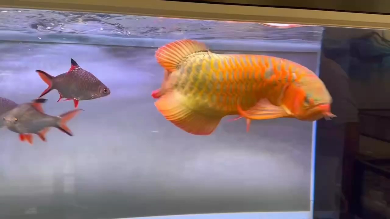 龍魚吃飼料