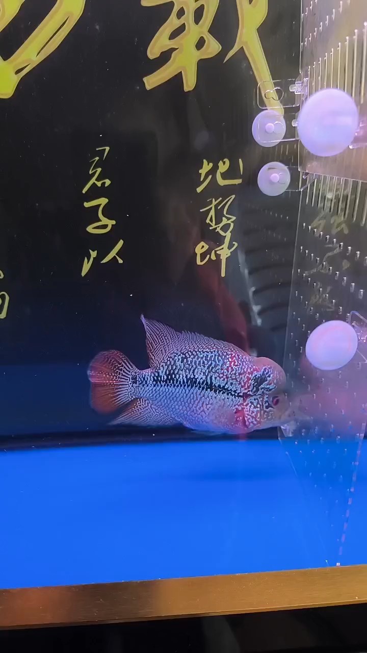 沒事出來溜達溜達[haha][haha]