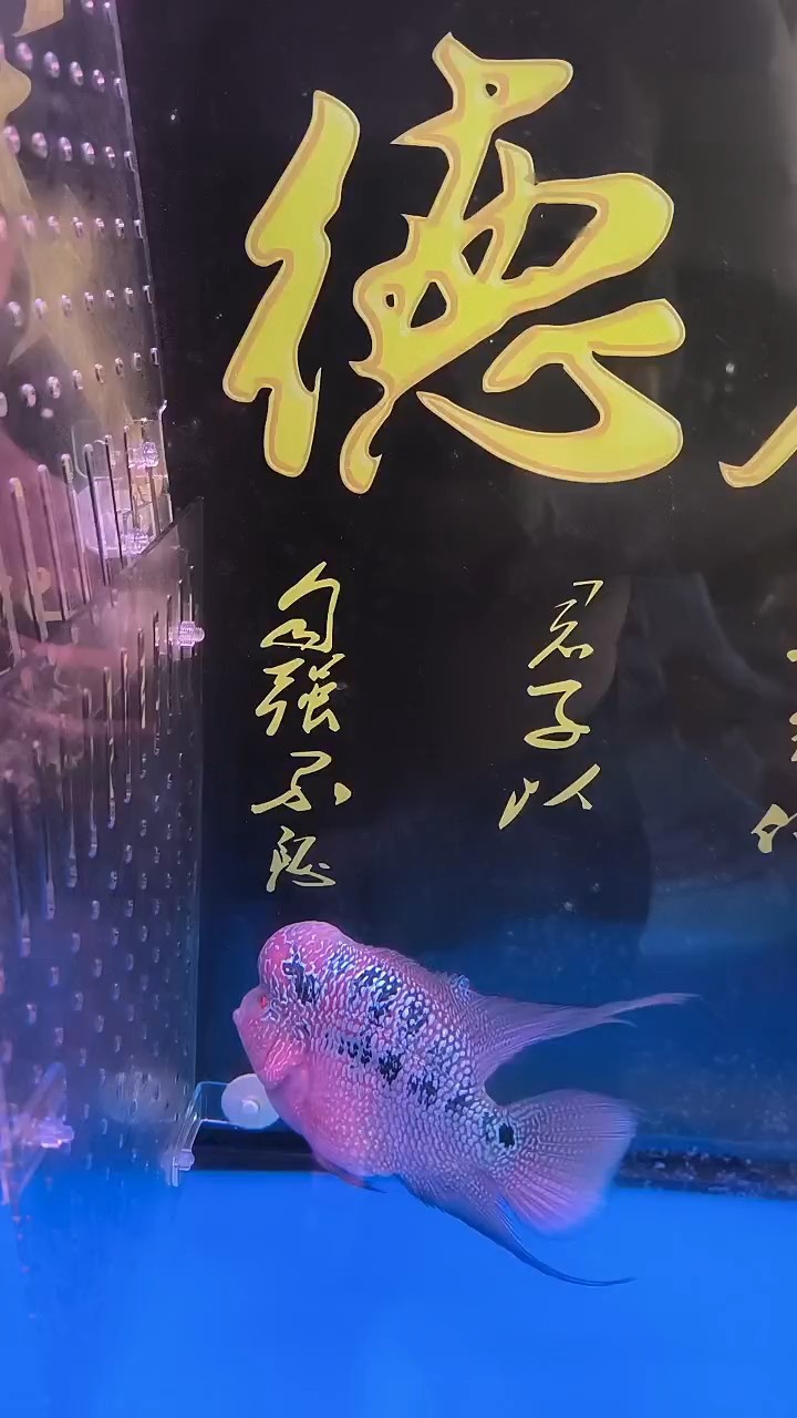 沒事出來溜達溜達[baiyan]