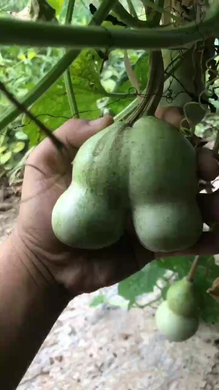 找有緣人，行家入手