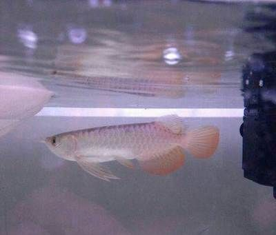 虎魚身上白霧：虎魚身上出現白霧可能是由于水霉病引起的