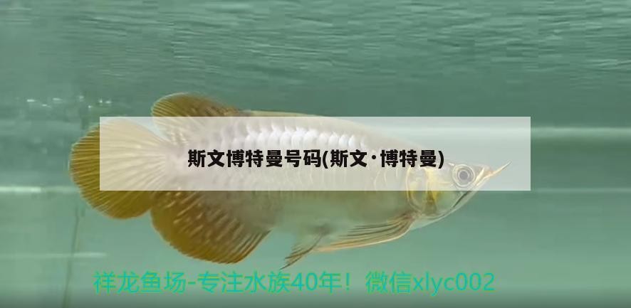 斯文博特曼號碼(斯文·博特曼)