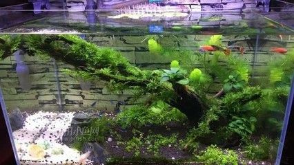 森森超白缸質量怎么樣
