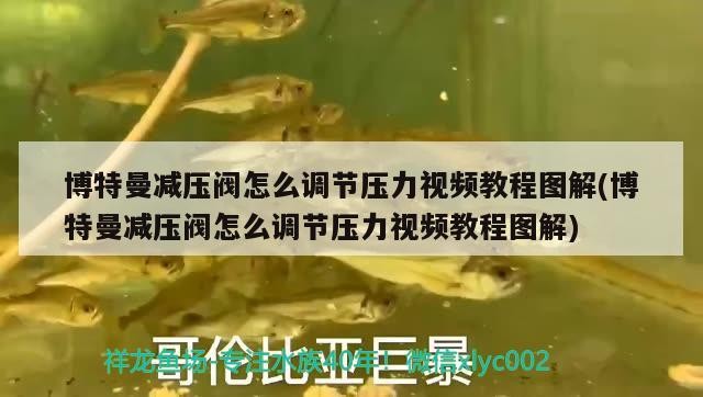 博特曼減壓閥怎么調節壓力視頻教程圖解(博特曼減壓閥怎么調節壓力視頻教程圖解)