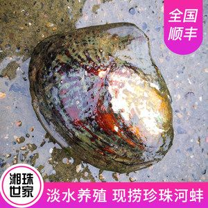 蚌能放在魚缸里養不？：河蚌可以在魚缸里養殖河蚌和魚需要注意水質管理嗎