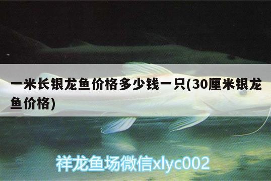 一米長銀龍魚價格多少錢一只(30厘米銀龍魚價格)