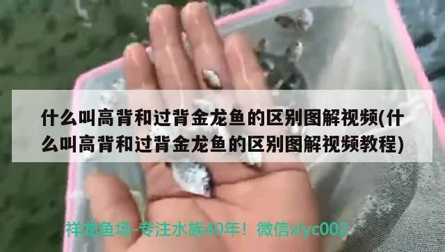 什么叫高背和過背金龍魚的區別圖解視頻(什么叫高背和過背金龍魚的區別圖解視頻教程)