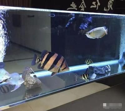 新版泰虎價格：泰虎市場價格因素有所不同新版泰虎價格因素不同