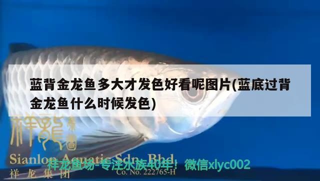 藍背金龍魚多大才發色好看呢圖片(藍底過背金龍魚什么時候發色)