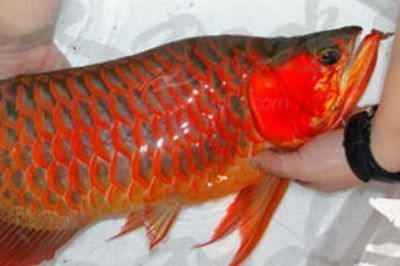 紅龍魚(yú)老是甩頭和張嘴呼吸：紅龍魚(yú)出現(xiàn)甩頭和張嘴呼吸的原因及其解決方法及解決方法