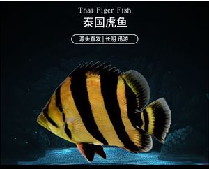泰虎蘇虎印尼虎的區別：泰虎、蘇虎、蘇虎和印尼虎的區別，泰虎蘇虎和印尼虎的區別