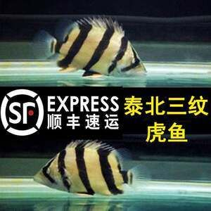 泰虎蘇虎印尼虎的區別：泰虎、蘇虎、蘇虎和印尼虎的區別，泰虎蘇虎和印尼虎的區別