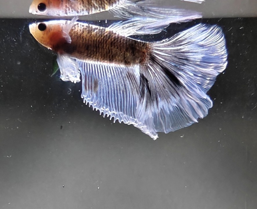 有被驚艷到
