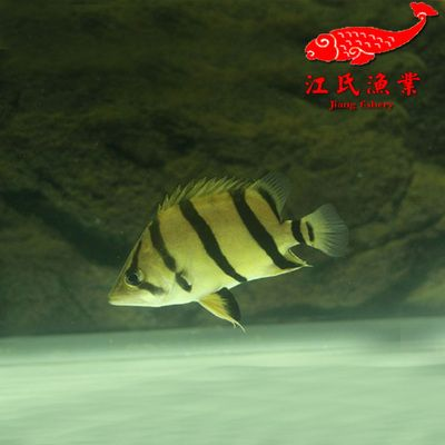 雜紋泰國虎魚：雜紋泰國虎魚價格和觀賞性上不如純三紋或四紋的虎魚