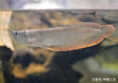 大型銀龍魚混養好嗎：大型銀龍魚是否適合和其他魚類混養