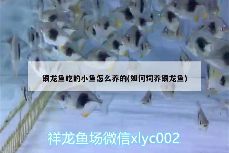銀龍魚吃的小魚怎么養的(如何飼養銀龍魚)