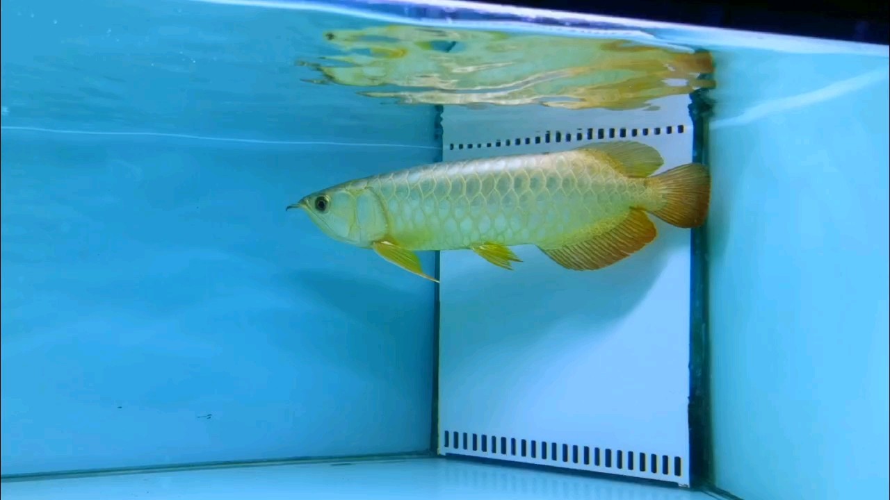 水幕金