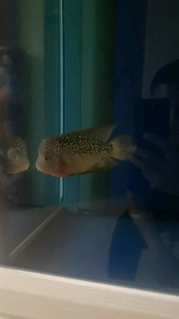 剛入缸