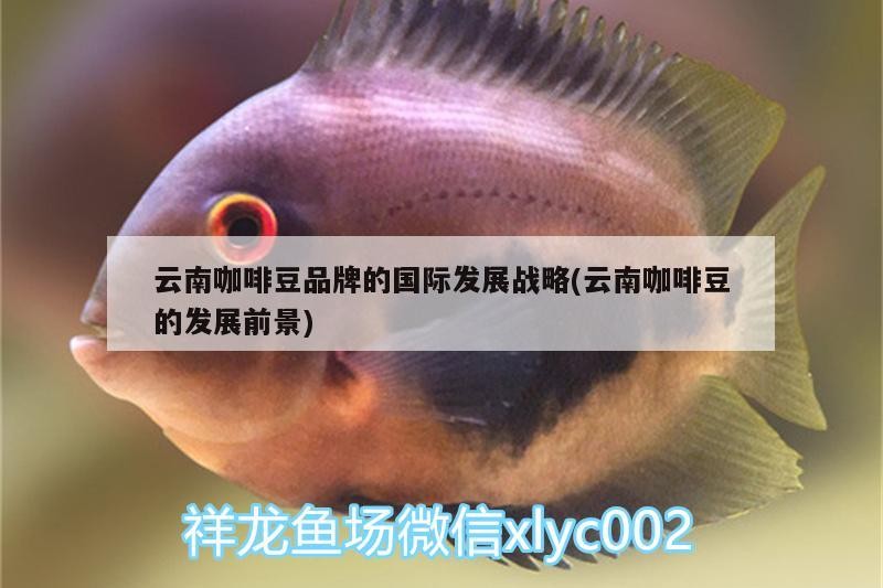 云南咖啡豆品牌的國(guó)際發(fā)展戰(zhàn)略(云南咖啡豆的發(fā)展前景)