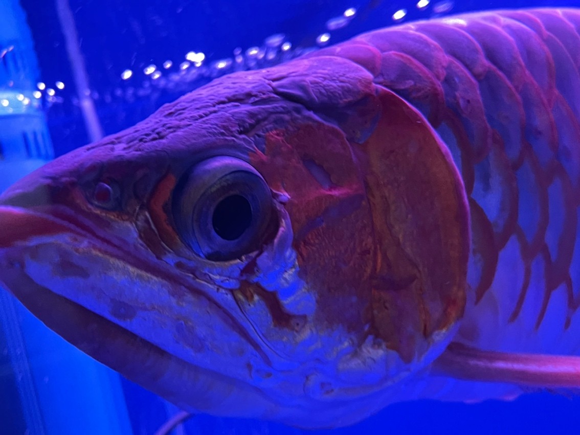 求助！龍魚掉了一小塊肉 求助！龍魚掉了一小塊肉 龍魚論壇 第1張