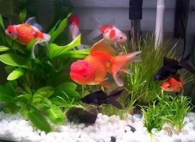 家中養紅龍魚對風水有什么作用